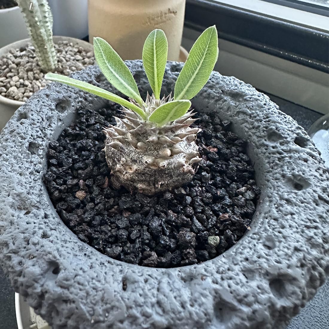 Rocas volcánicas negras para suelo plantas cactus acuario