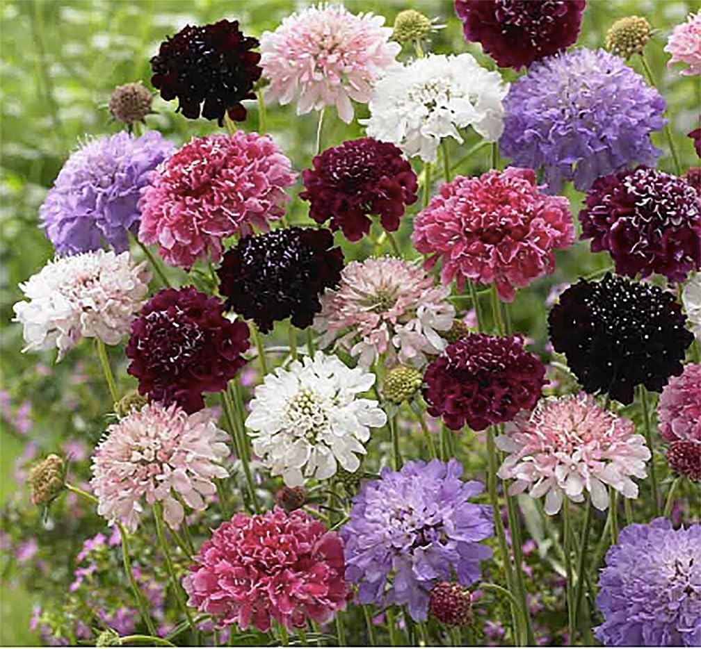 Semillas mixtas alfiletero scabiosa 280 imperial sin OMG