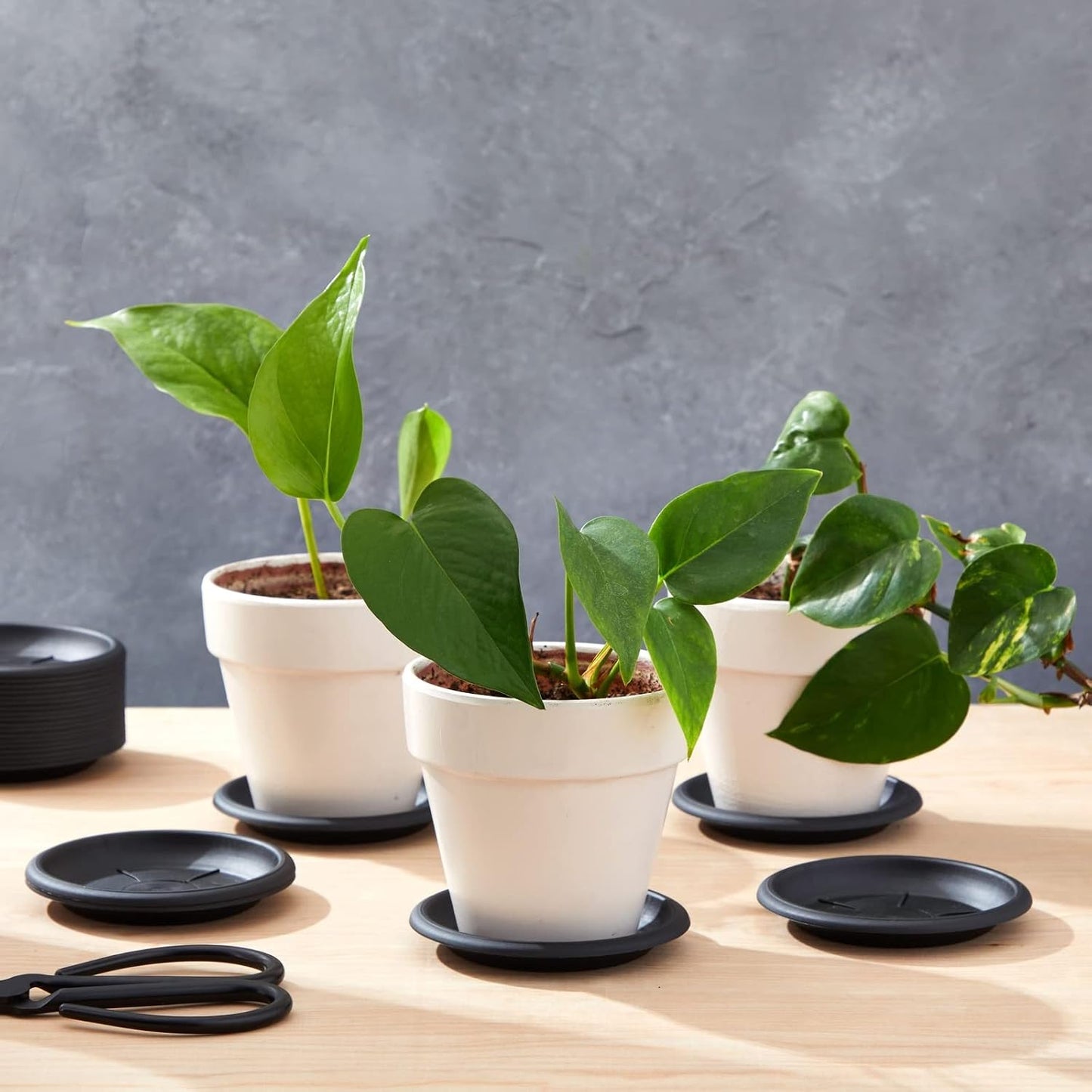 24 Platillos Plástico para Maceta 4pulg Negro