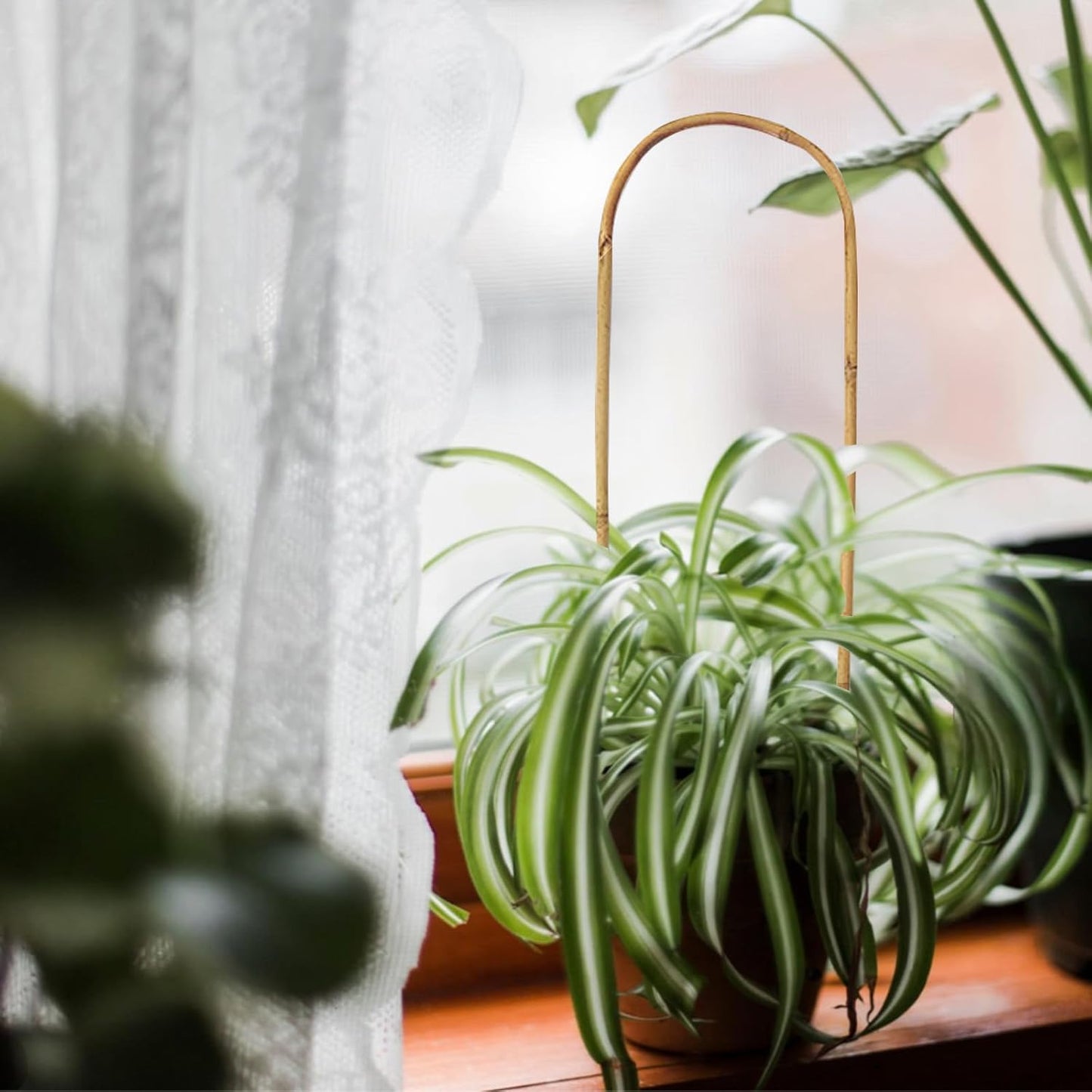 20 Aros U Bambú 16pulg para Plantas Trepar Vides