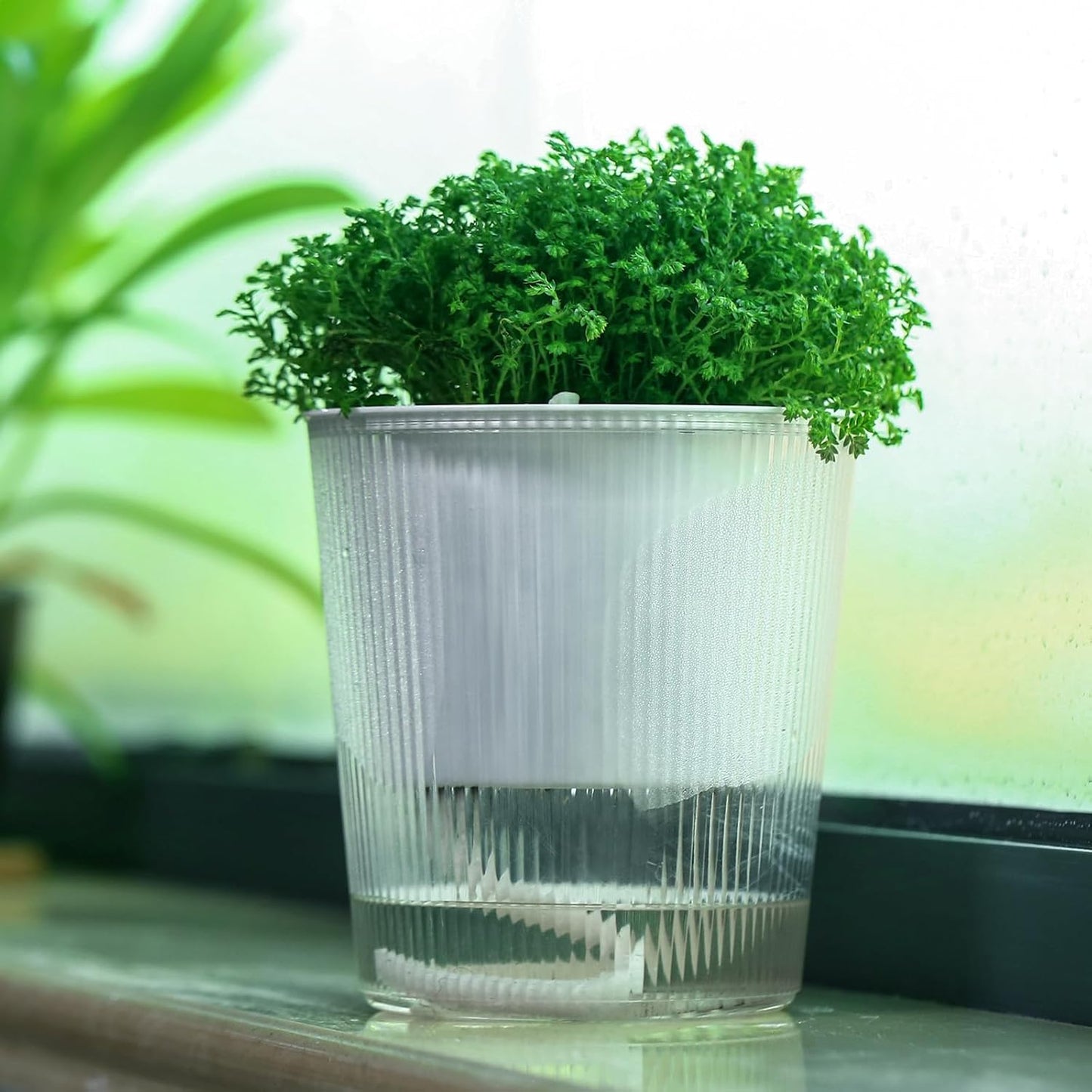 10 Macetas Transparentes Riego Automático 4.5pulg Orquídeas