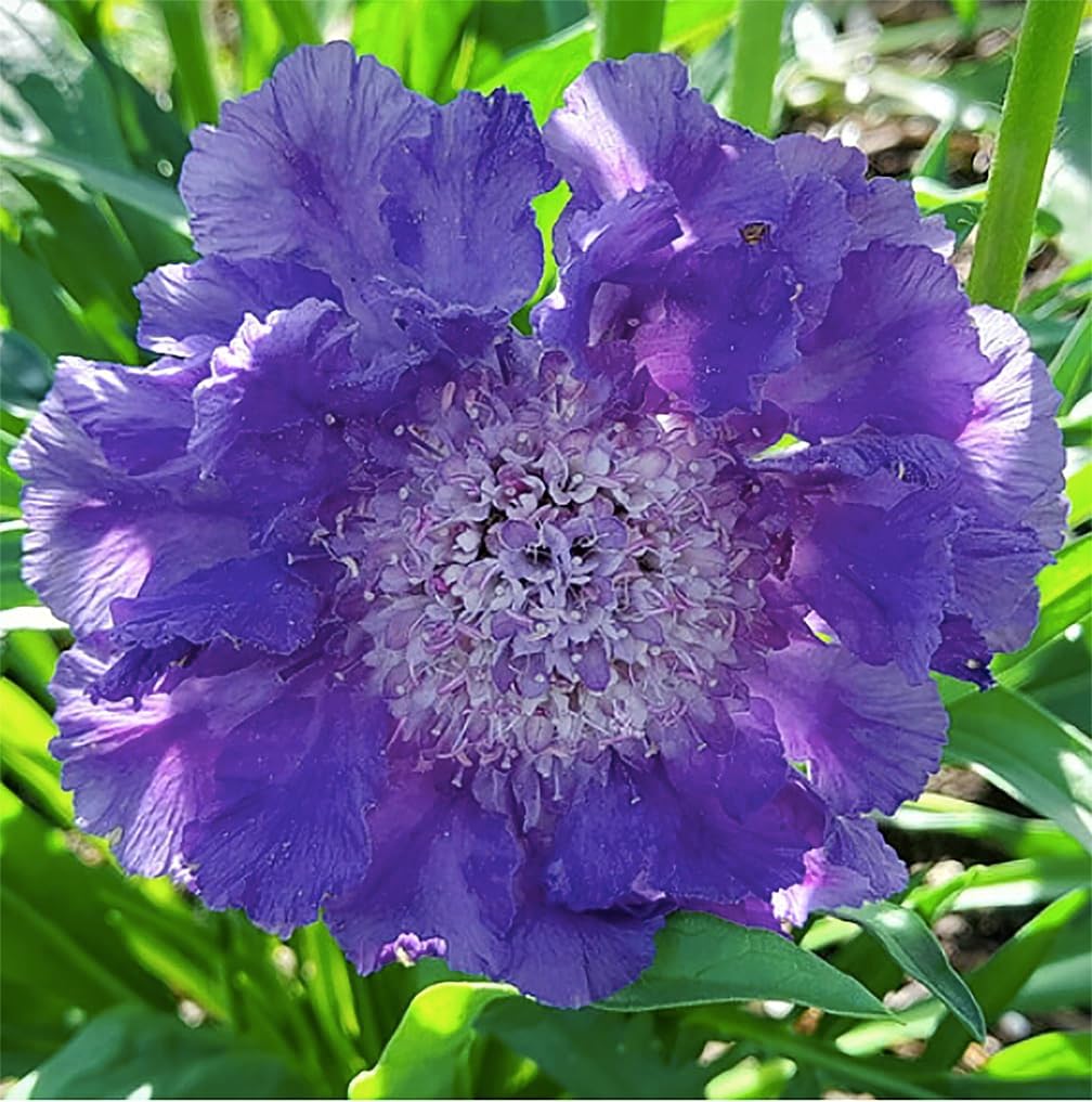 Semillas mixtas alfiletero scabiosa 280 imperial sin OMG