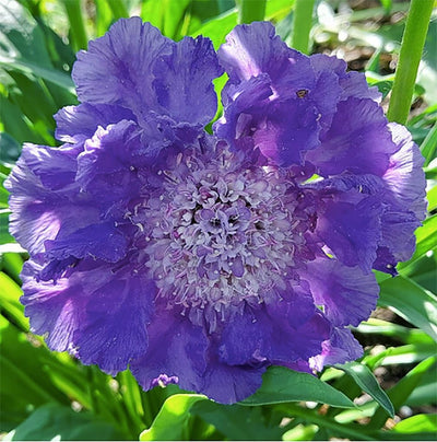 Semillas mixtas alfiletero scabiosa 280 imperial sin OMG
