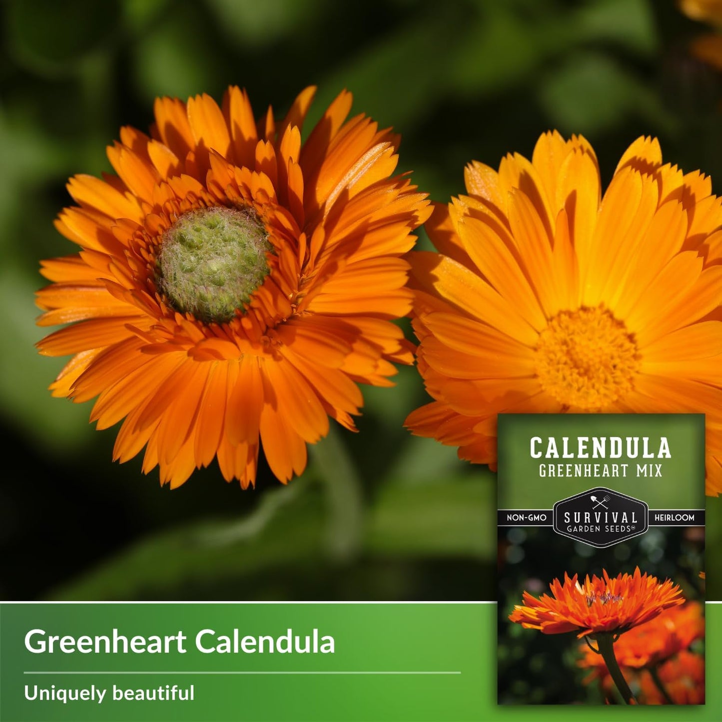 Semillas caléndula Greenheart para plantar en jardín