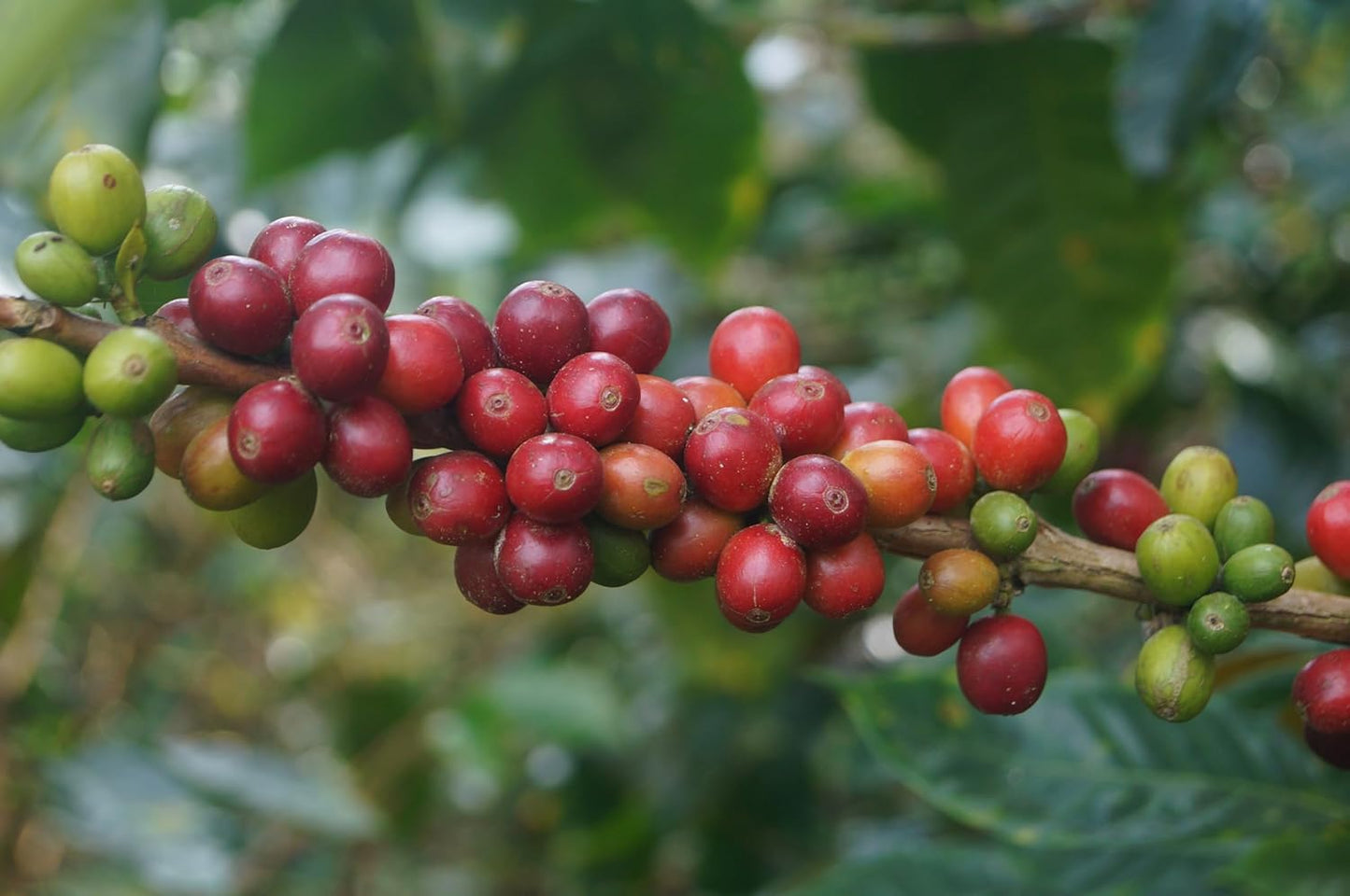 Café molido colombiano orgánico bajo en ácido 88oz