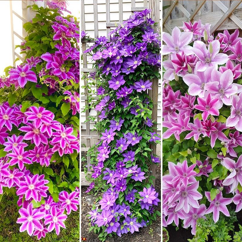 Semillas Clematis mixtas para jardín al aire libre