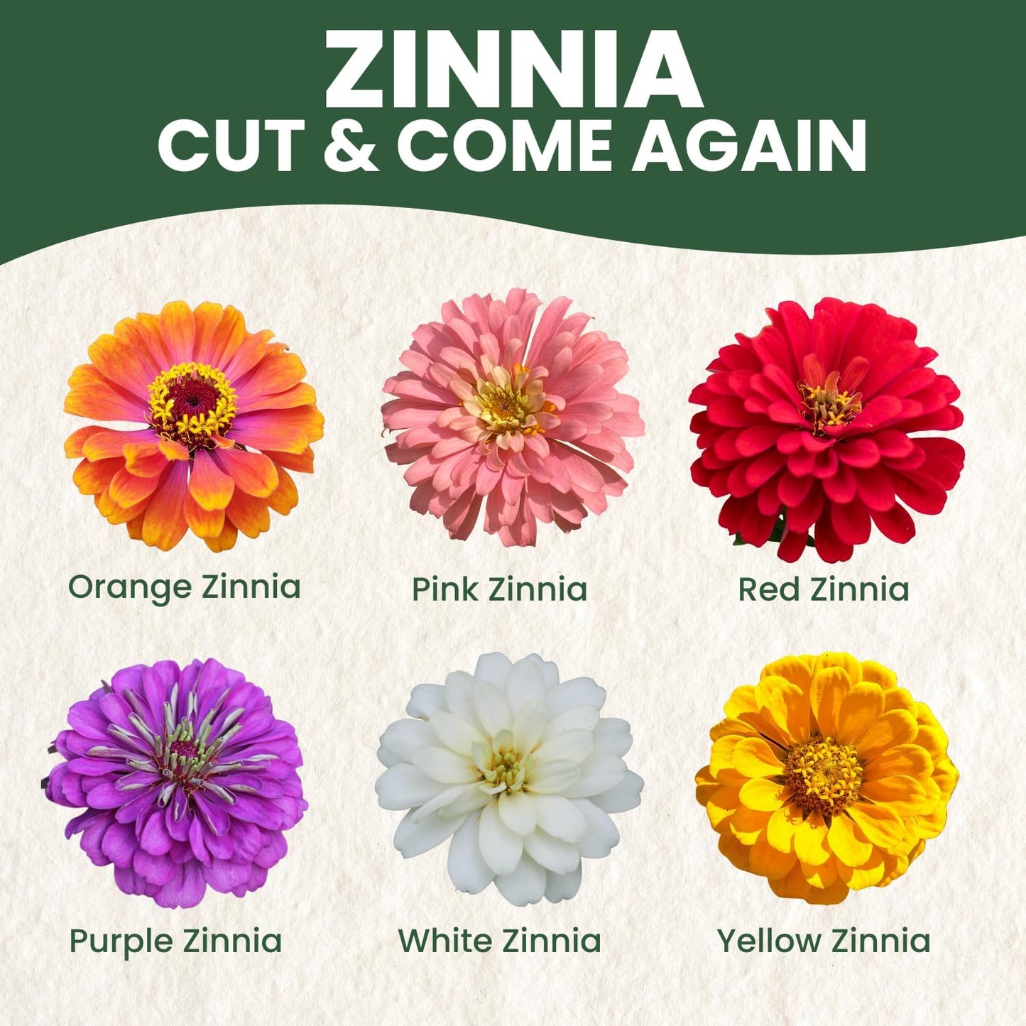 750 semillas Zinnia bolsa 0.18oz