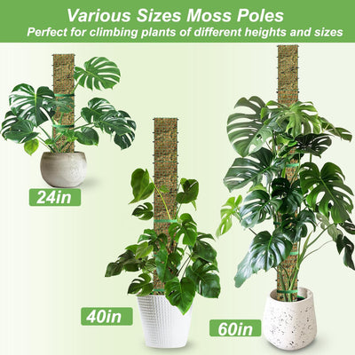 Poste musgo esfagnum forma D para plantas trepadoras 60/40/24 pulg