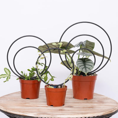 Juego 3 soportes redondos para plantas trepadoras metal resistente
