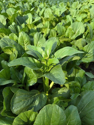 4000 Semillas Choy Sum Alta Calidad 99% Germinación
