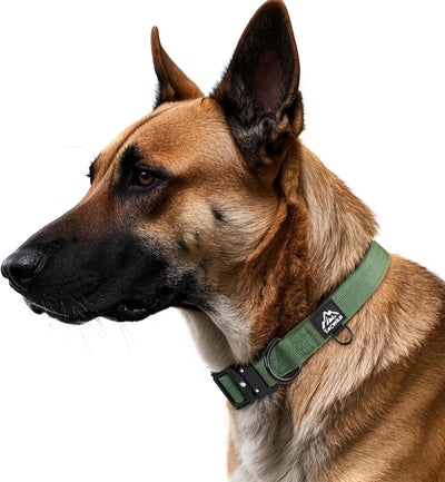 Collar perro grande ajustable a prueba de mordidas anillo D verde
