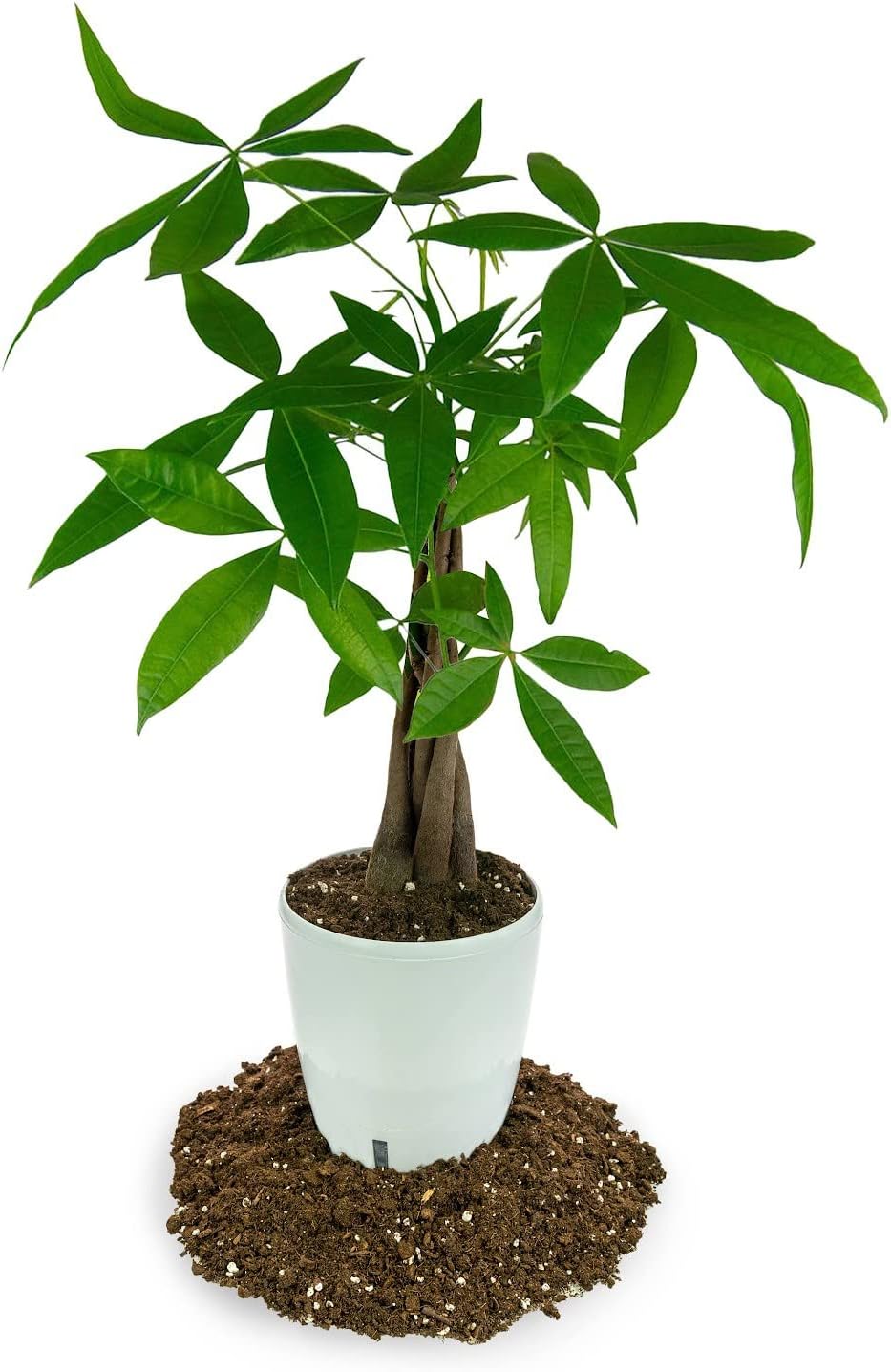 Suelo para macetas drenaje rápido citrus 0.75gal
