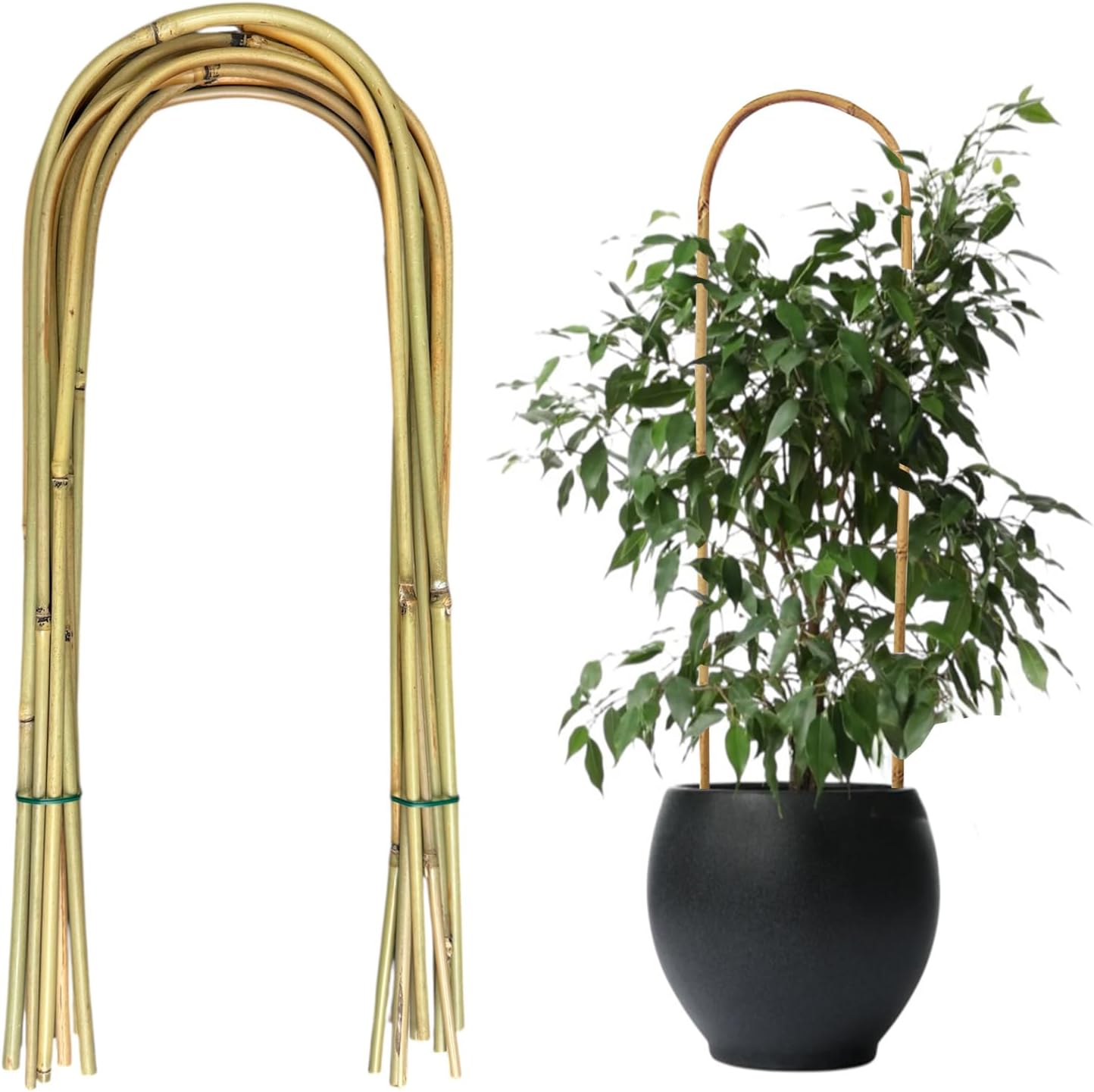 20 Aros U Bambú 16pulg para Plantas Trepar Vides
