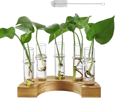 Soporte propagación plantas madera jarrón terrario regalo mujer