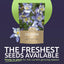 Paquete 1oz semillas Aquilegia caerulea 24000 unidades