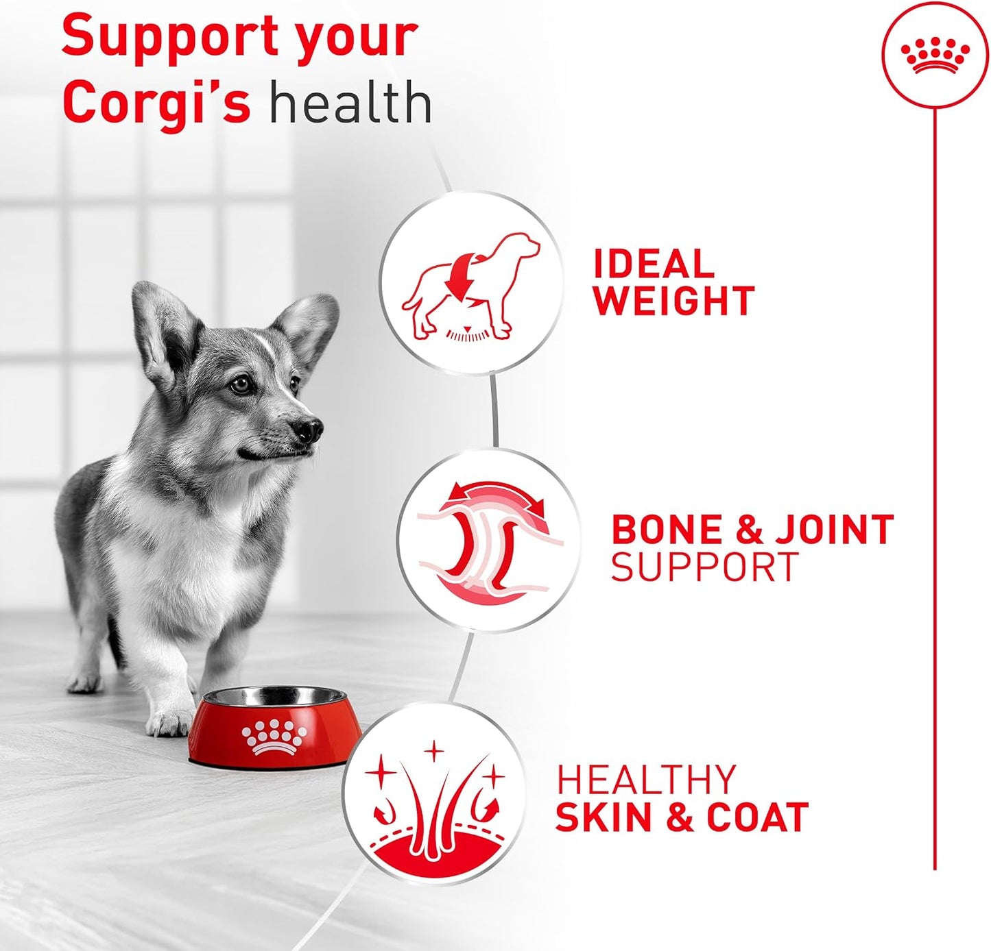 Alimento seco corgis adultos 7lb digestión control peso