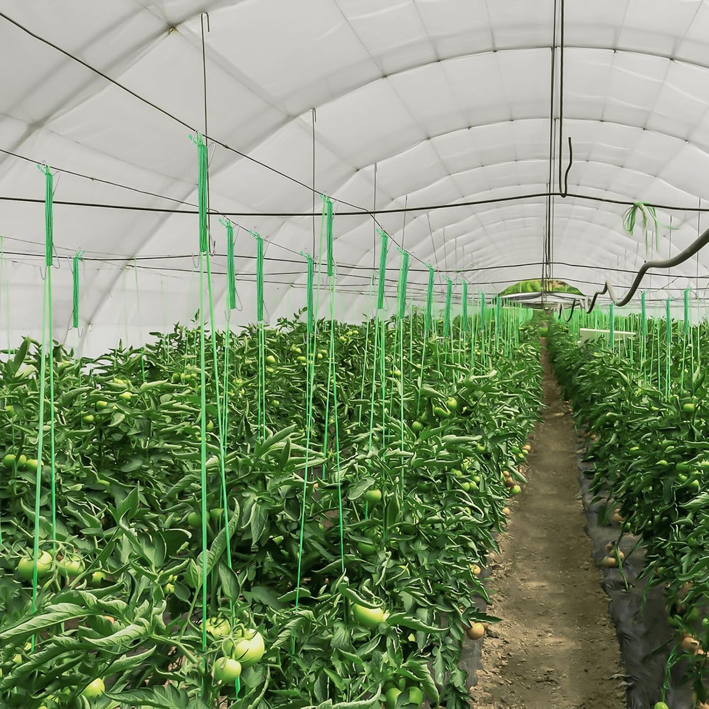 40 Ganchos Tomate con Cuerda 33.3pies para Soporte y Clips