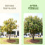 Fertilizante líquido para árbol mango y anacardiáceas 8oz