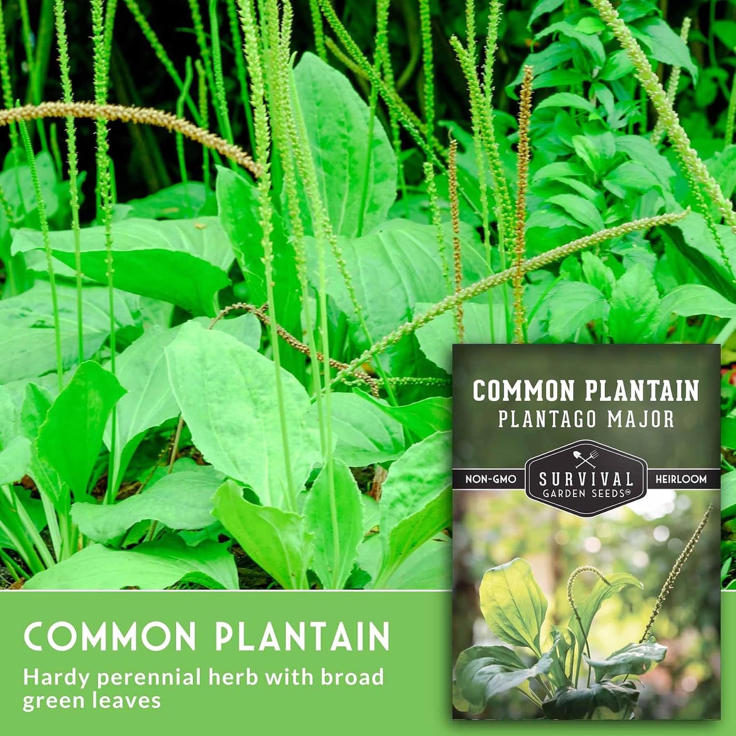 Semillas plátano común hierba medicinal jardín paquete 1