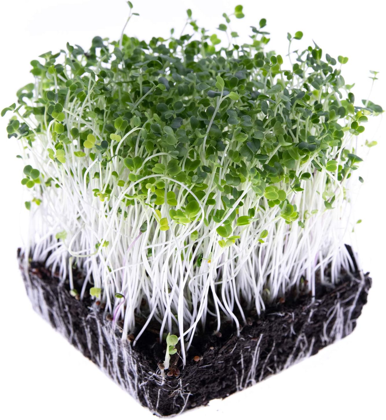 Mezcla ensalada semillas colinabo nabo brócoli bolsa 1lb