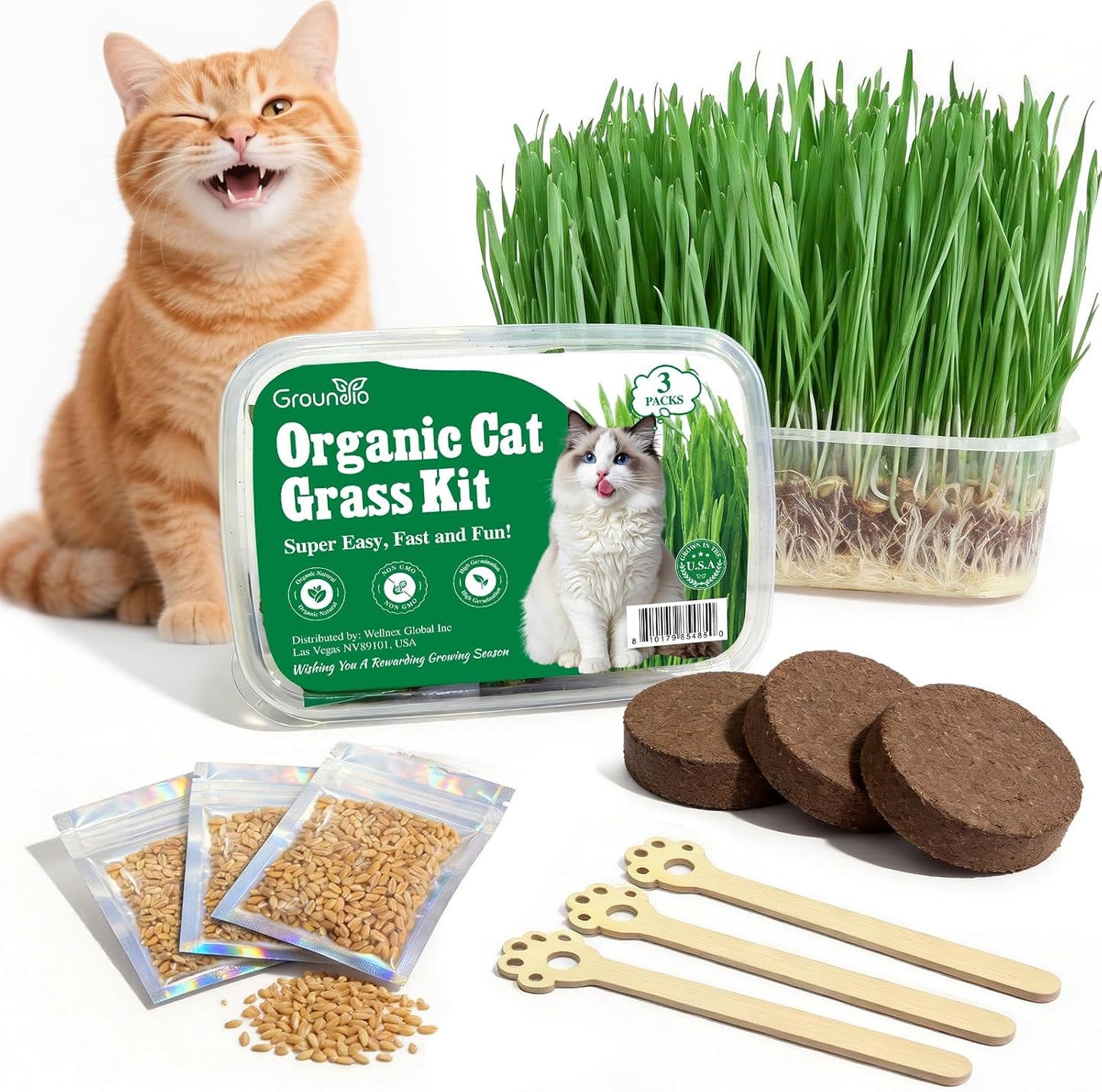 Kit cultivo césped gato 3 semillas fibra coco contenedor