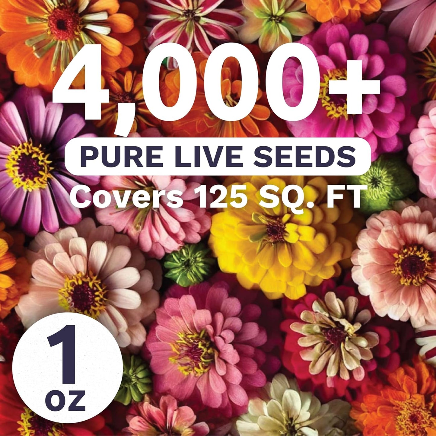 Paquete 4000 semillas Zinnia elegans 1oz