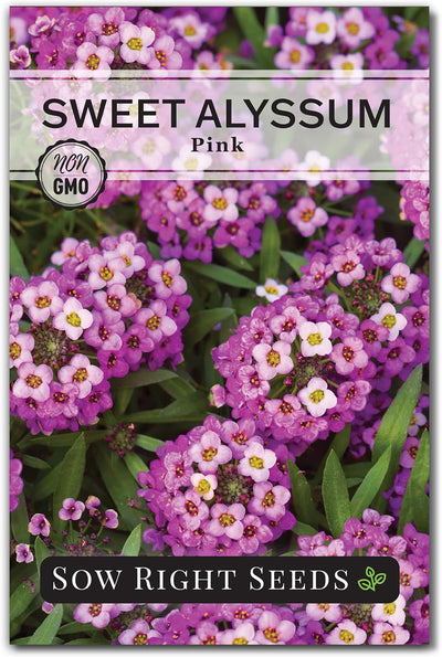 Semillas Alyssum Sweet Pink anuales para bordes y contenedores