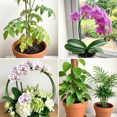 10 Estacas Flexibles Soporte Orquídeas 11.8pulg Jardín
