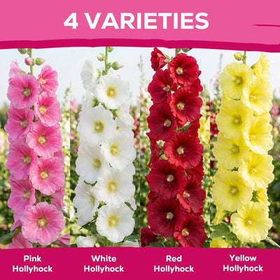 Semillas Hollyhock 3000uds colores mezclados perenne