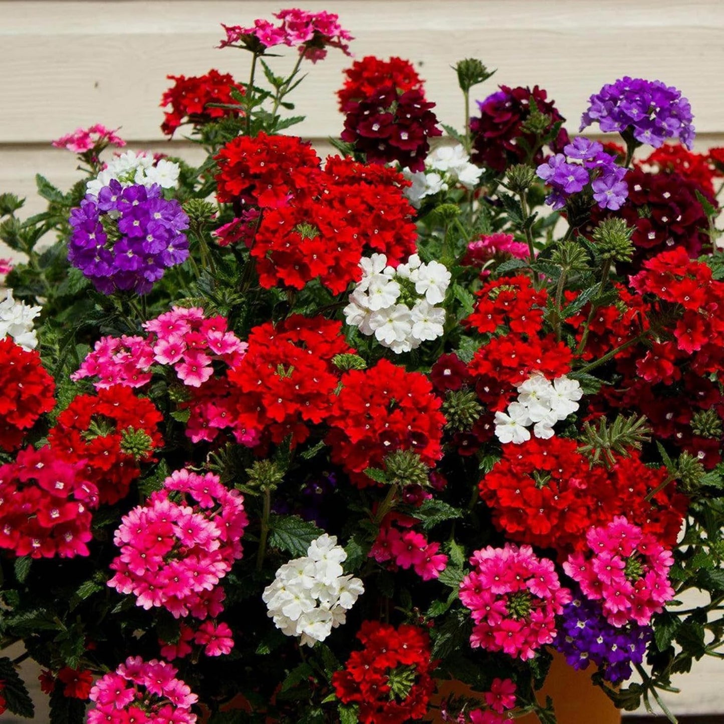Semillas hastata azul perenne para jardín