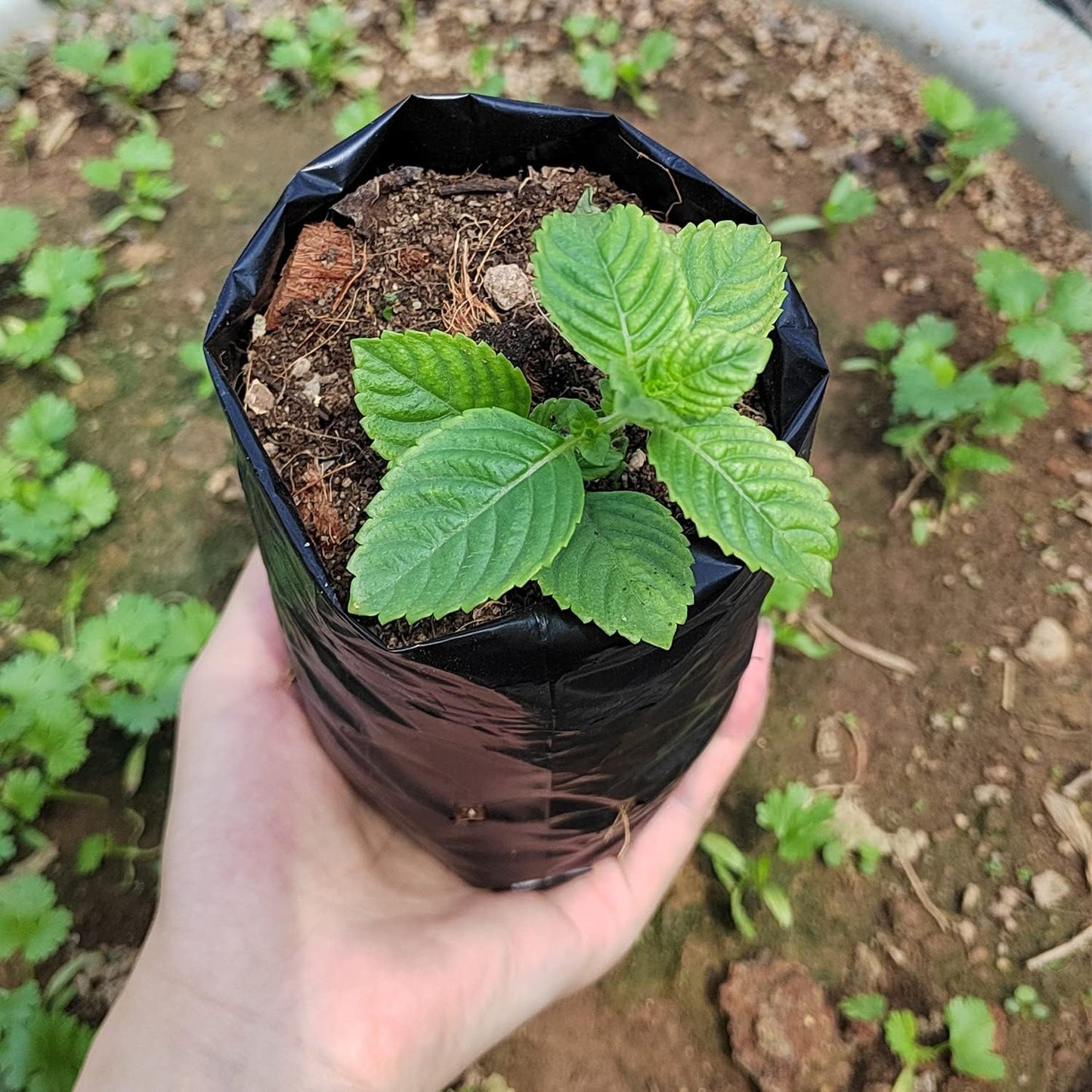 100 Pzas Bolsas Vivero Plástico para Plantas 3.5x6.6