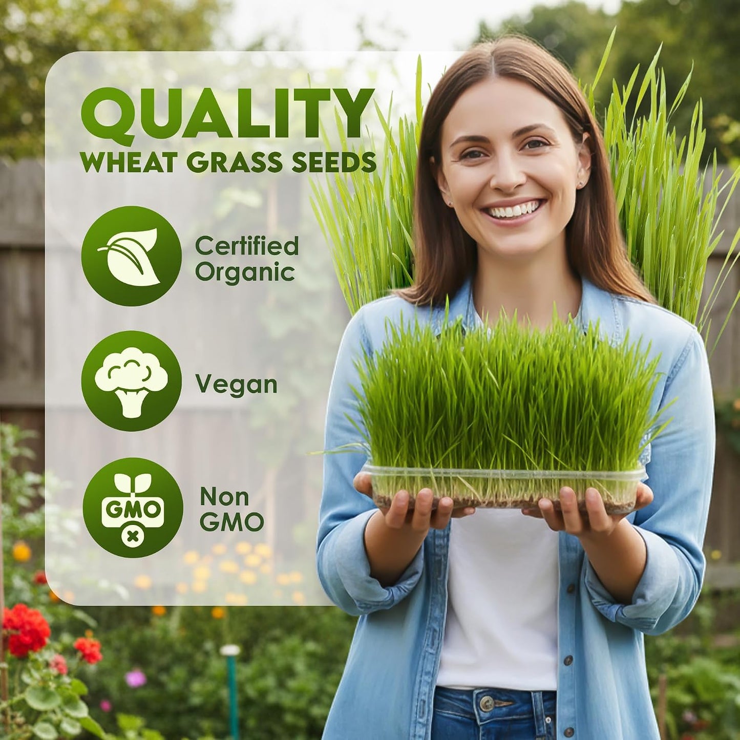 Semillas pasto trigo orgánicas sin GMO bolsa resellable