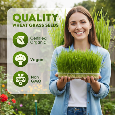 Semillas pasto trigo orgánicas sin GMO bolsa resellable