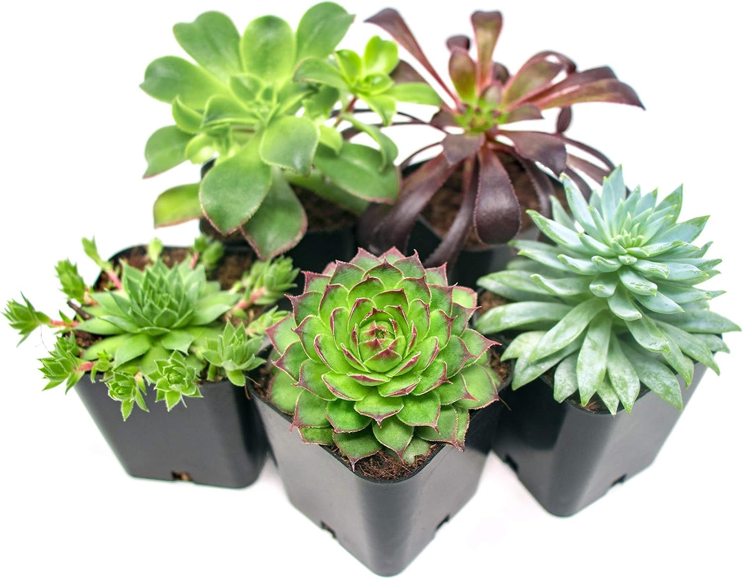 Fertilizante para suculentas y cactus en maceta