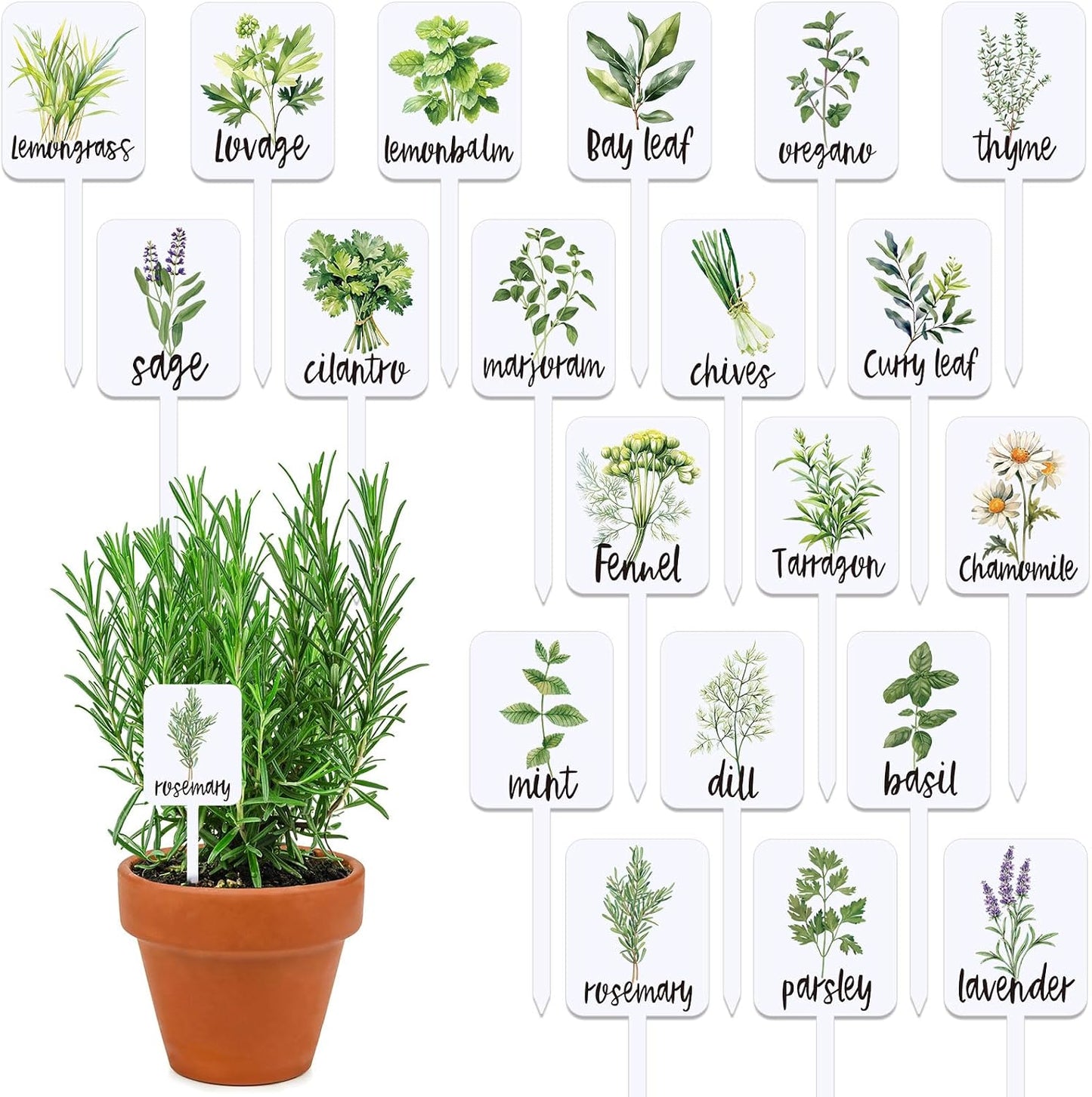 20 Etiquetas Acrílicas para Plantas con Nombres de Hierbas