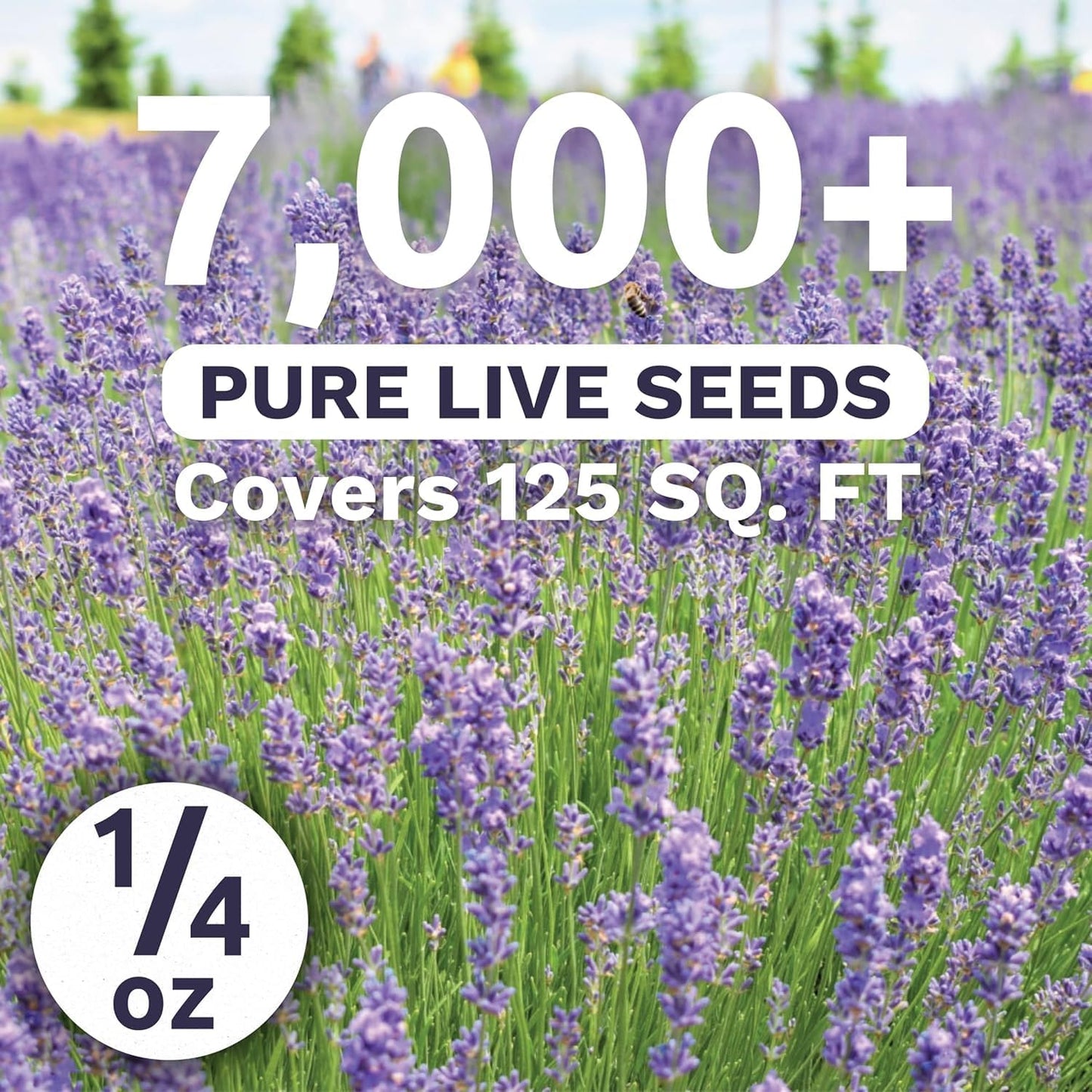 Paquete 7000 semillas lavanda 1/4oz