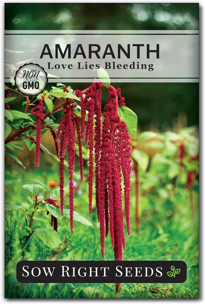 Semillas amaranto var. reliquia flores rojas anual jardín