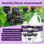 Fertilizante líquido para plantas de BlackBerry 8oz