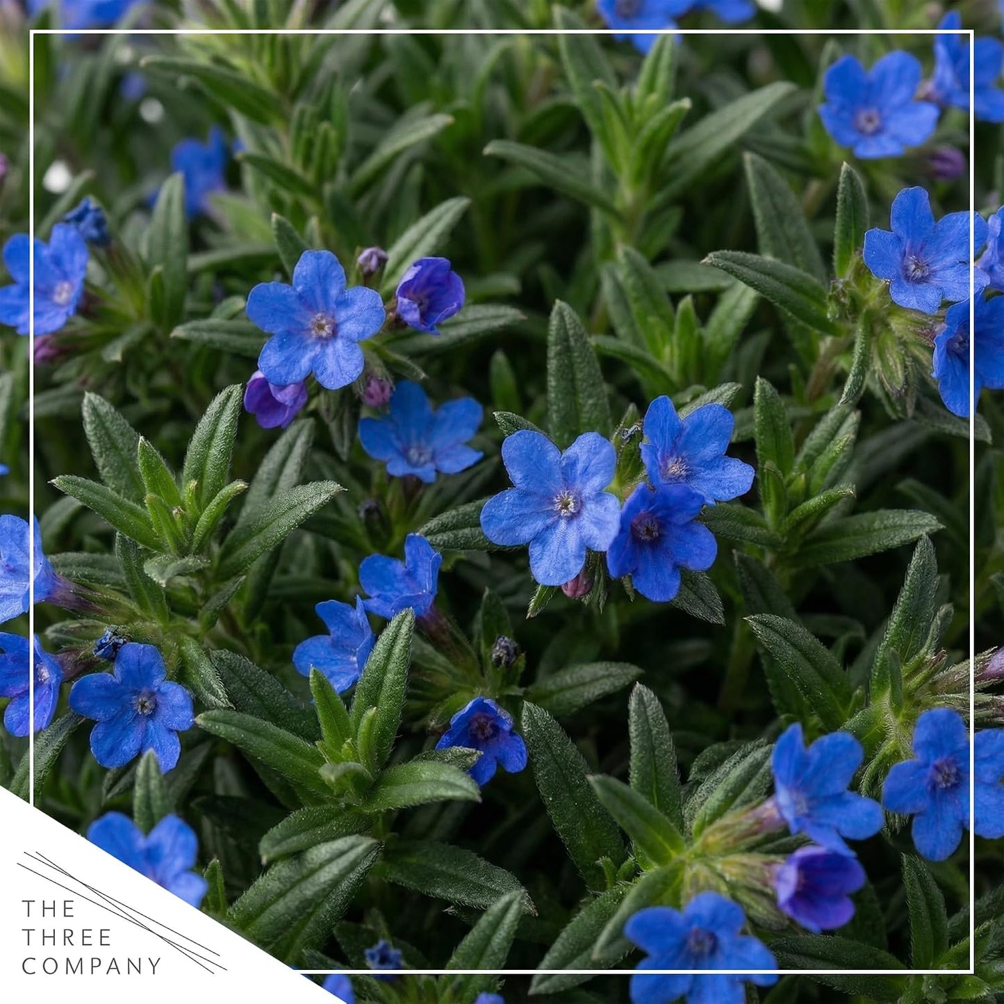 Lithodora Azul Perenne 6pulg Maceta 1qt