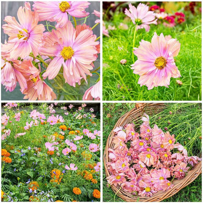 Semillas mixtas cosmos perennes para jardín atraen polinizadores