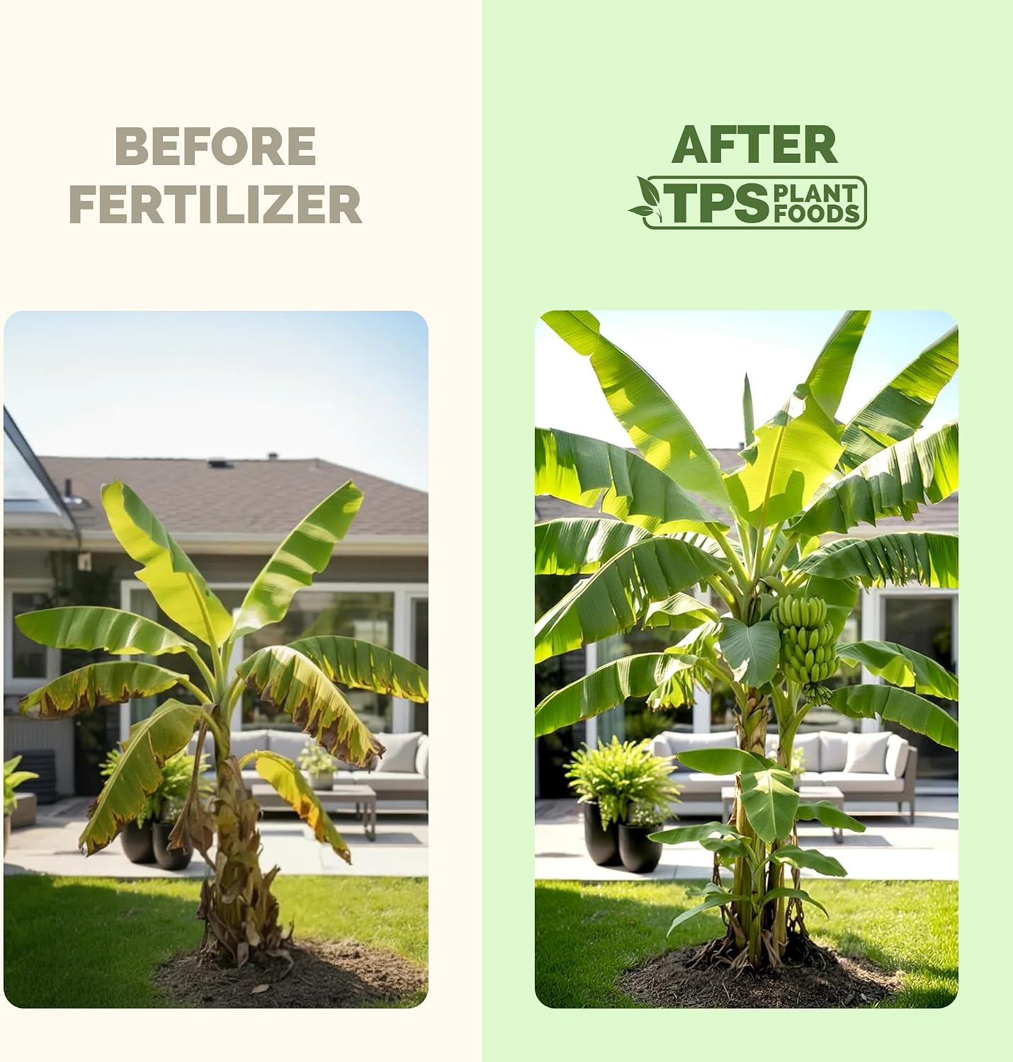 Fertilizante líquido para árbol plátano 8oz