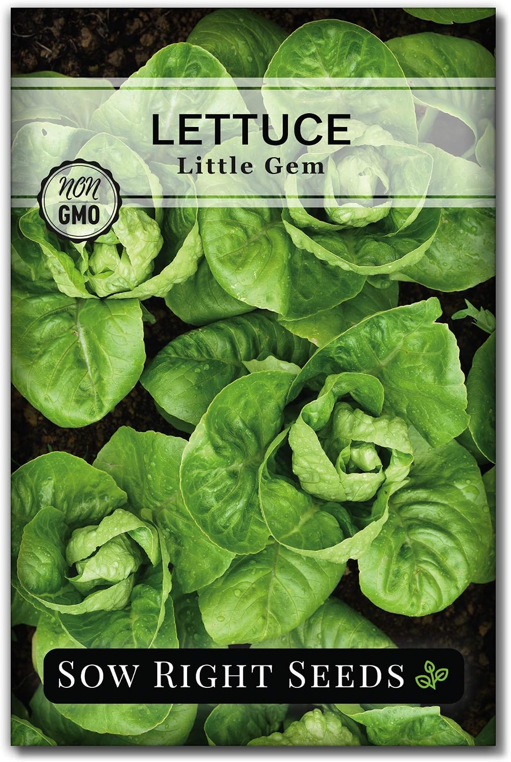 Semillas lechuga Little Gem para huerto hidroponía