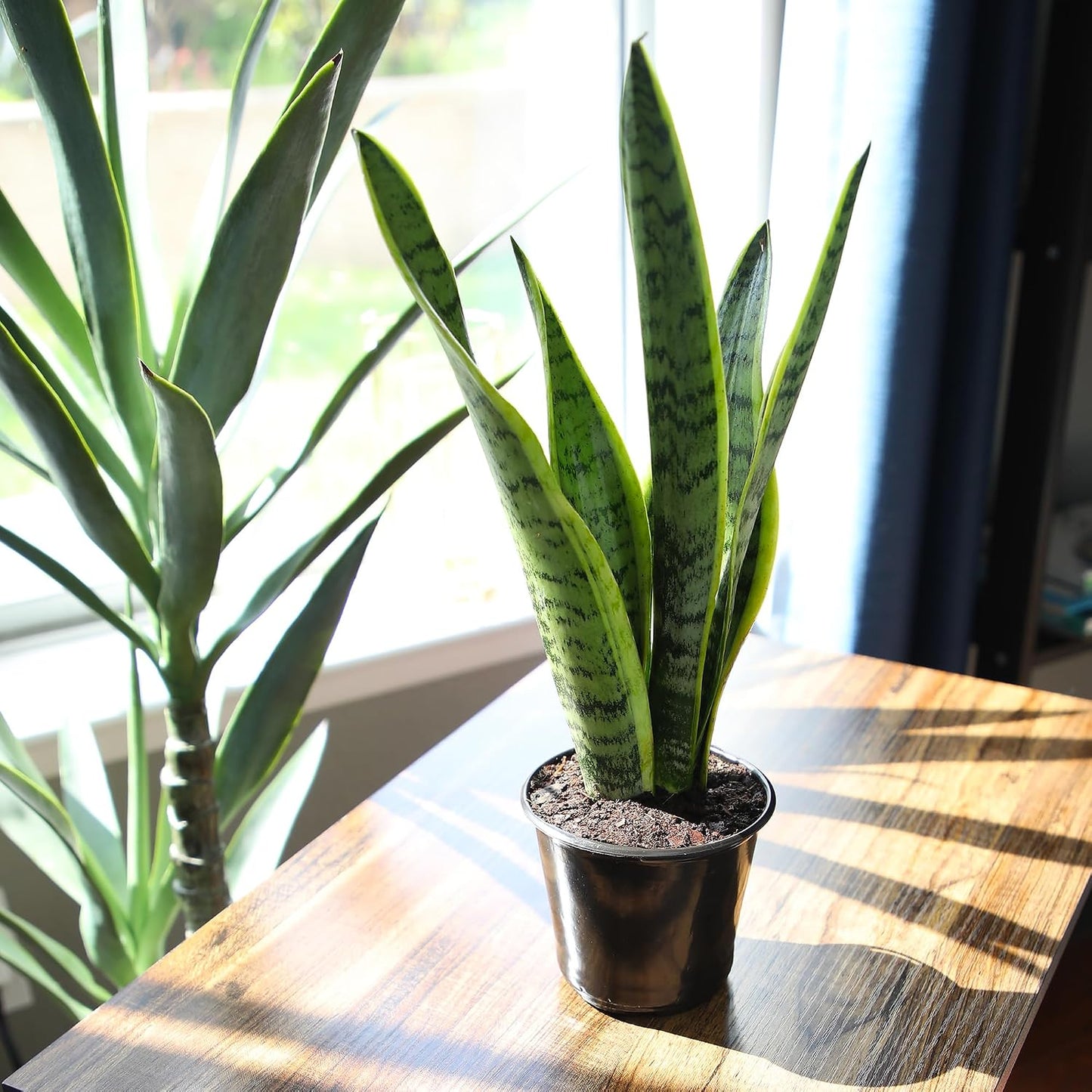 Planta Sansevieria Laurentii en maceta interior