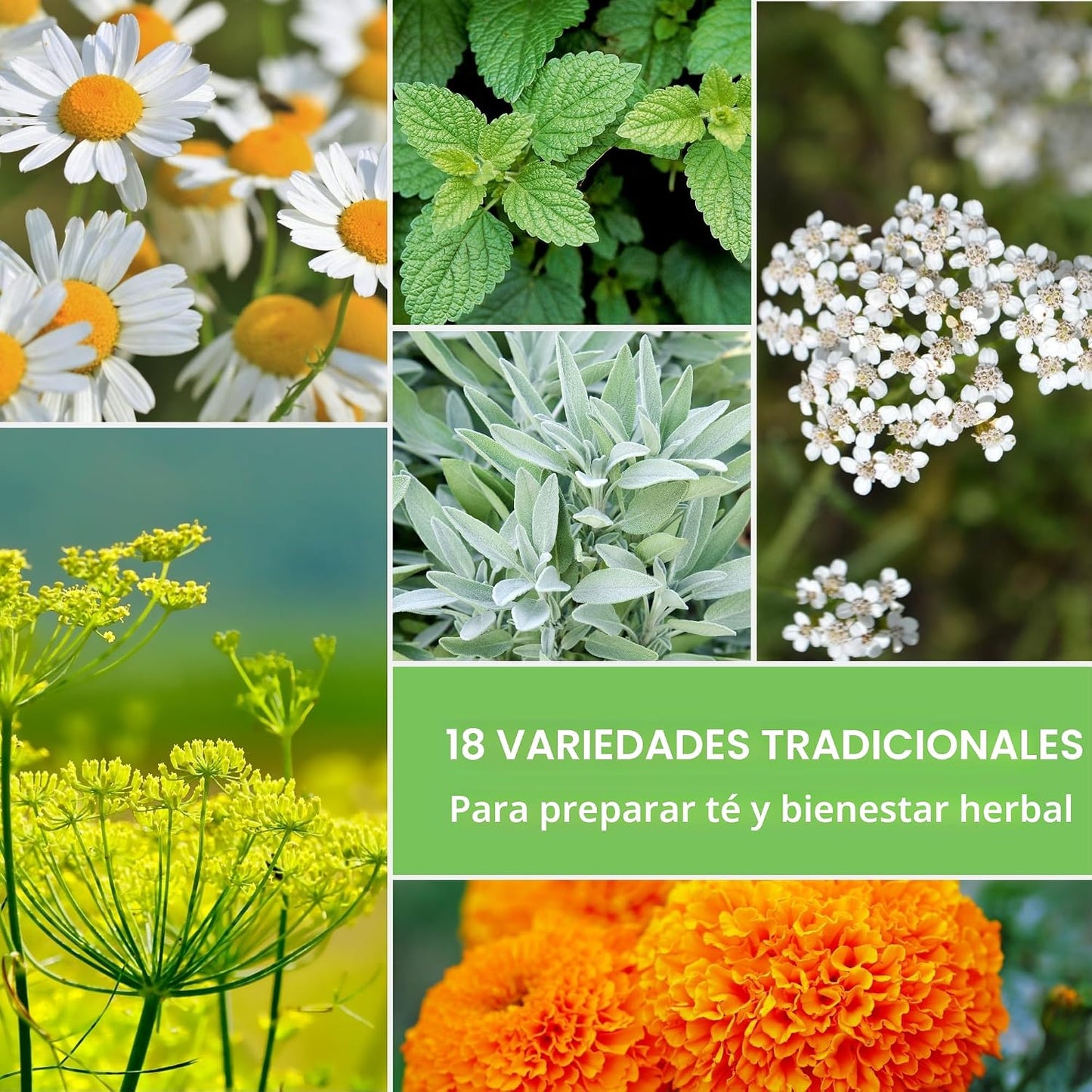 Paquete 18 semillas hierbas medicinales sin OMG