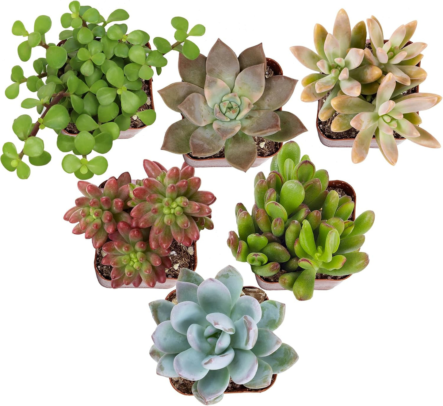 6 SUCULENTAS VIVAS LUJO VARIEDADES 2pulg