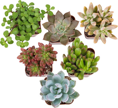 6 SUCULENTAS VIVAS LUJO VARIEDADES 2pulg
