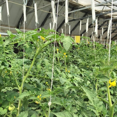10 Ganchos Soporte Tomate Cuerda 32.8ft Blanco