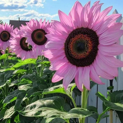 Mezcla semillas girasol flores perennes raras para jardín