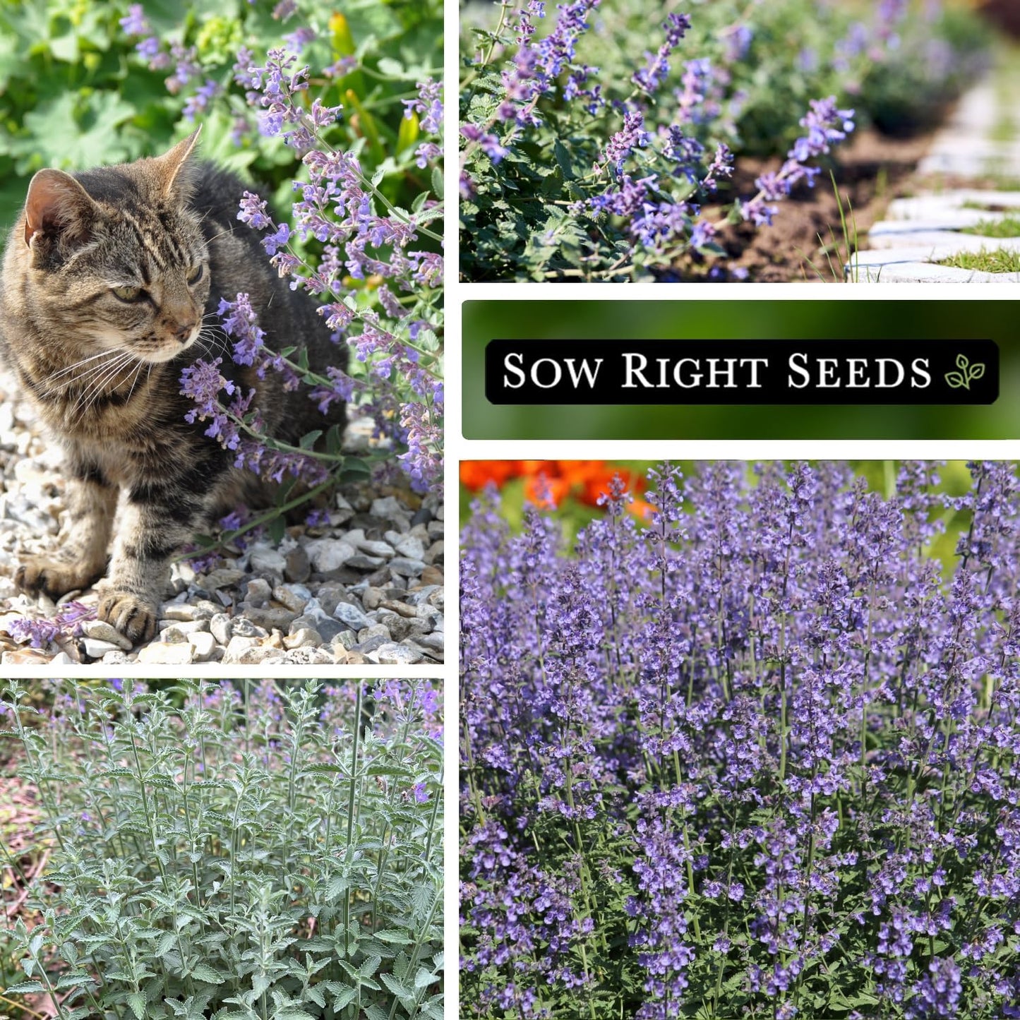Semillas menta para gatos Nepeta sin OMG