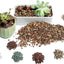 Suelo suculento para plantas cactus bonsái con perlita